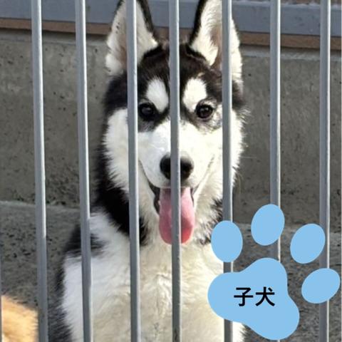 シベリアンハスキー